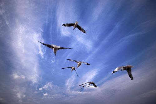 seagull birds flights