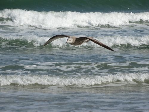 seagull ocean bird