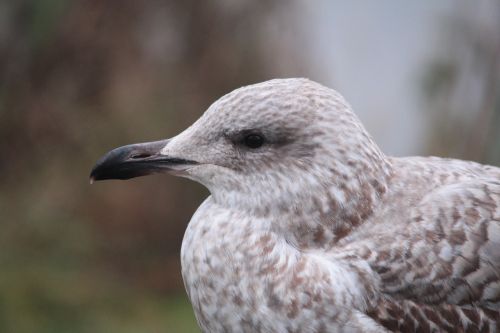 seagull norway bird