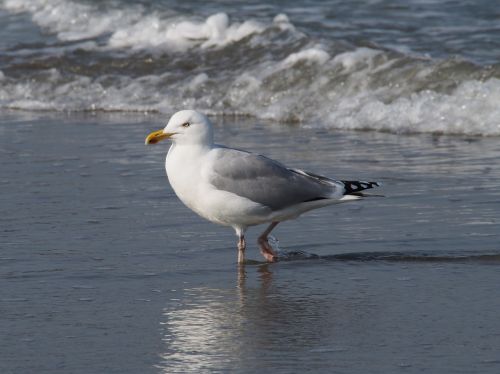 seagull beach sea