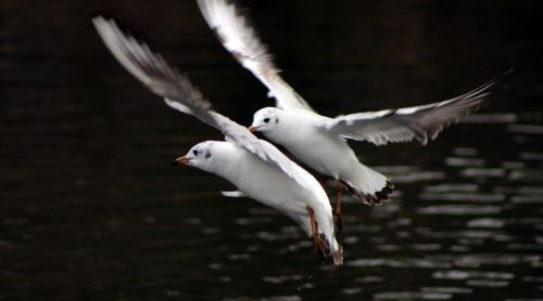 seagull bird water