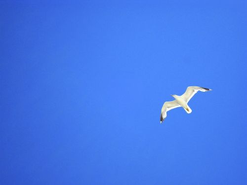 seagull sky blue