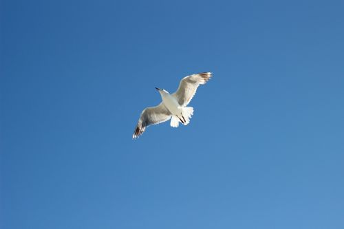 seagull sea blue sky