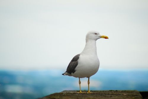 seagull bird gull