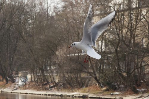 seagull bird nature