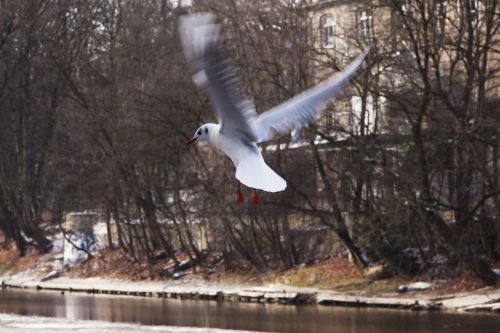 seagull bird nature