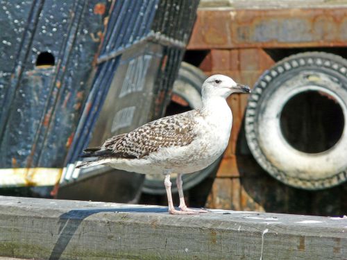 seagull port water bird