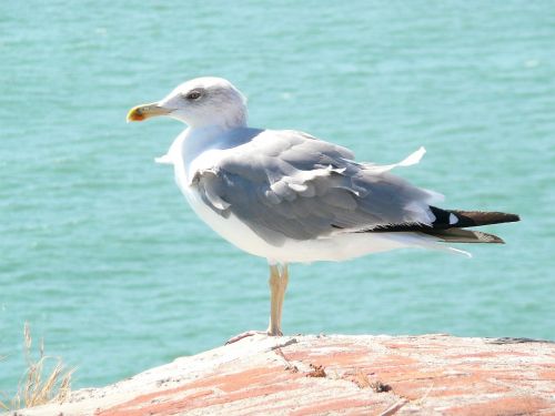 seagull bird sea