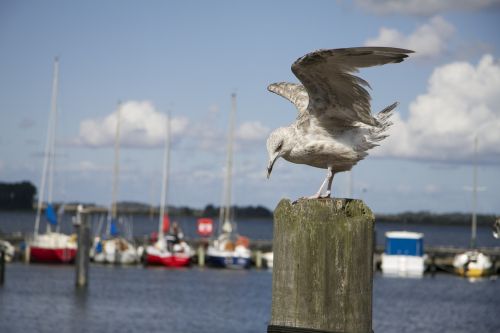 seagull sea water