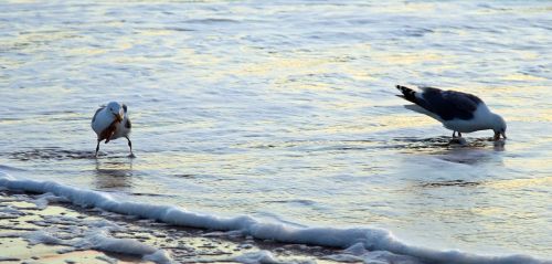 seagull eat water