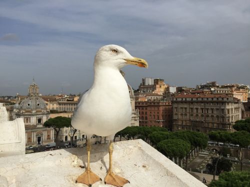 seagull rome view