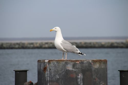 seagull portrait close