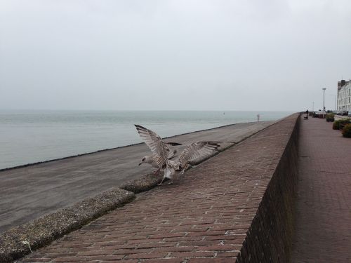 seagull seagulls young chick