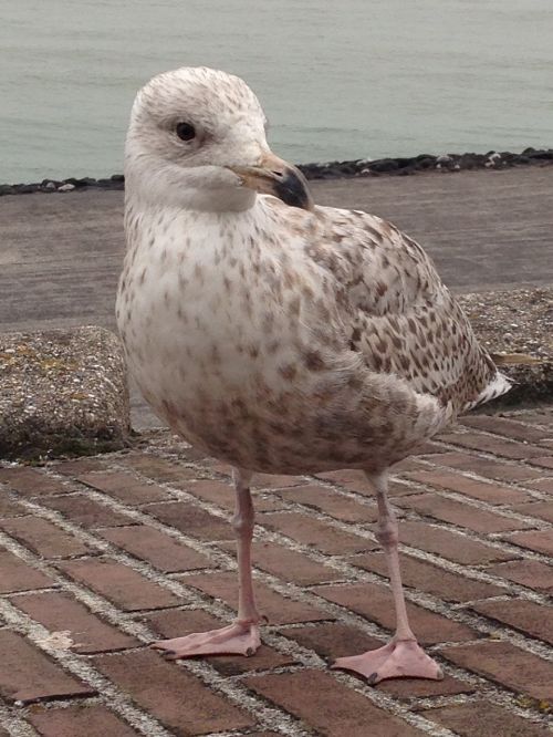 seagull chick young