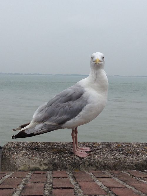 seagull sea water