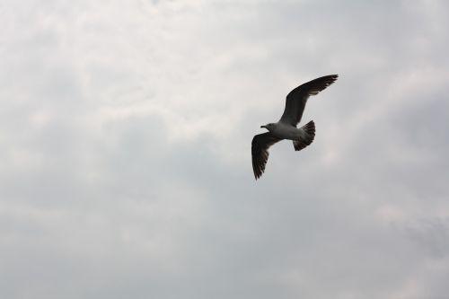 seagull sky flight