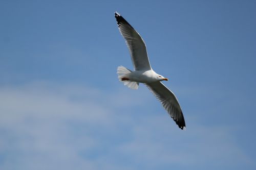 seagull flight free image