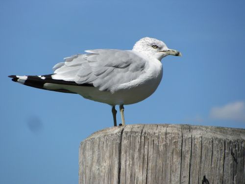 seagull bird nature