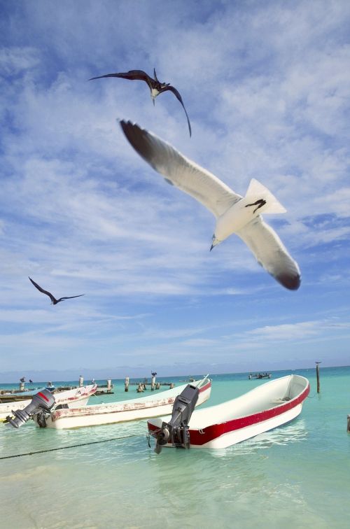 seagull sea sky