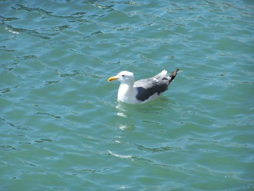 seagull gull sea