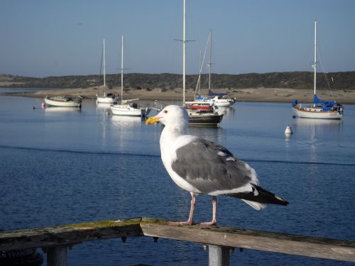 seagull bird sea