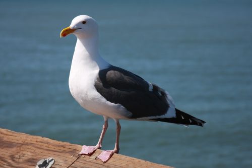 seagull bird nature