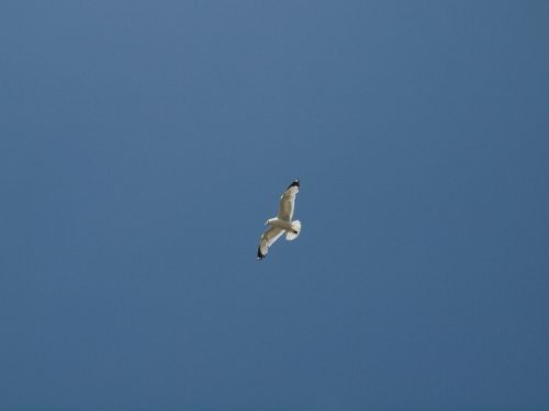 seagull sky bird