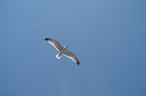 seagull blue sky bright sky