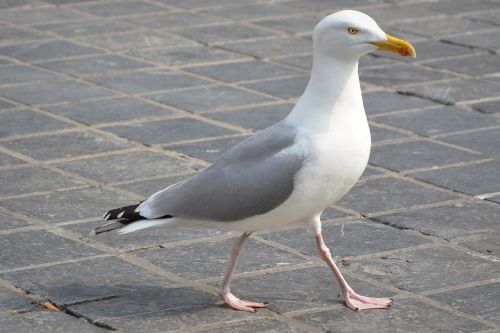 seagull animal bird