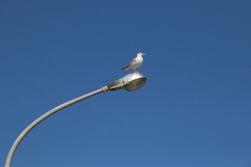 seagull bird blue