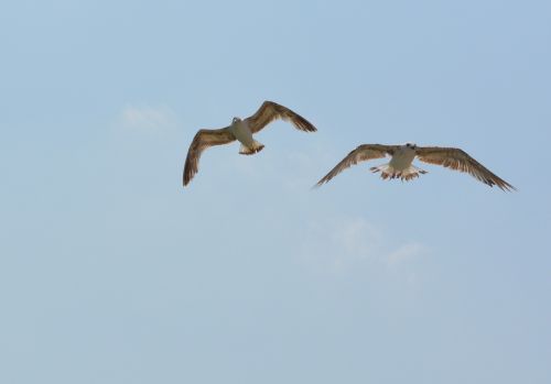 seagull stol birds