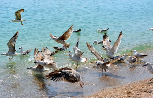 seagull stol birds