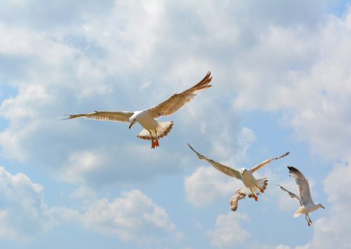 seagull stol birds
