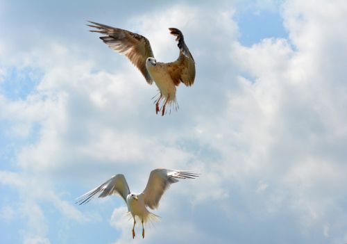 seagull stol birds