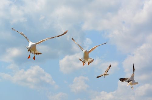 seagull stol birds