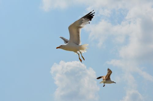 seagull birds flight