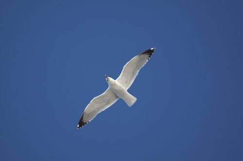 seagull aridae plover like
