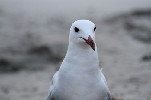 seagull sea ave