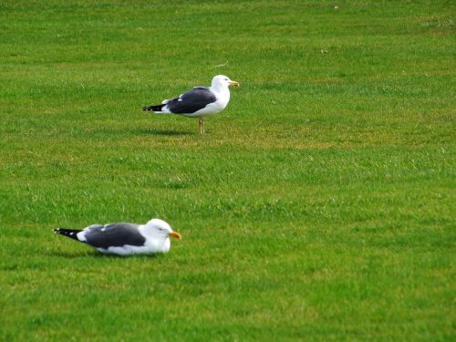 seagull bird animal