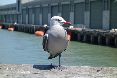 seagull bird port