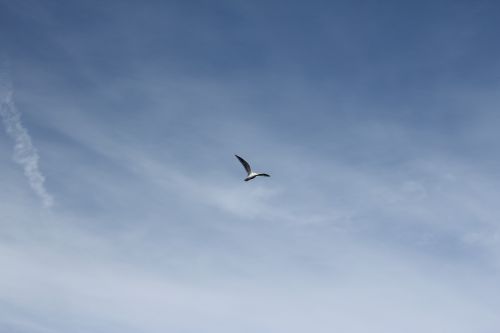 seagull bird flying