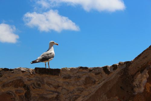 seagull bird animal