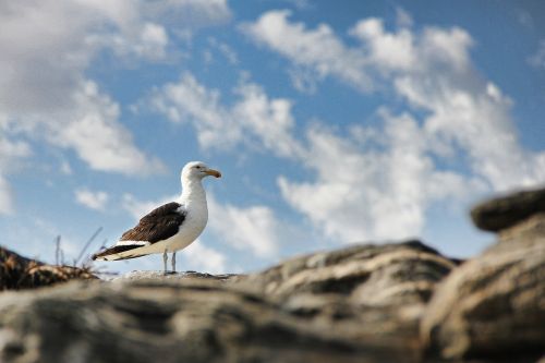 seagull sky bird