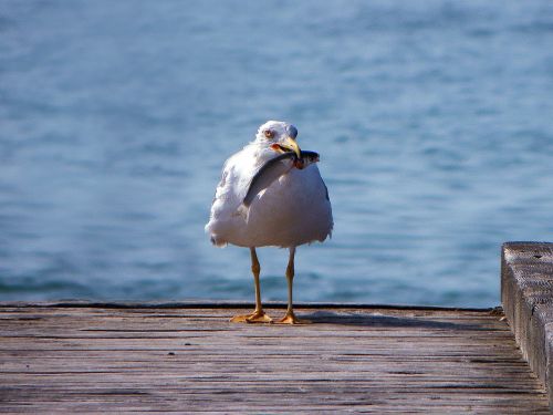 seagull birds bird