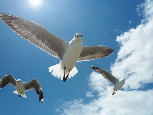 seagull sky blue