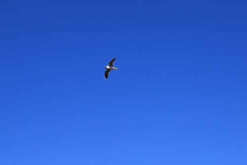 seagull north sea sky