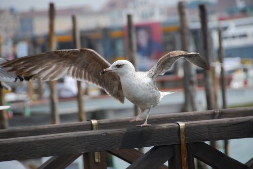 seagull bird animal