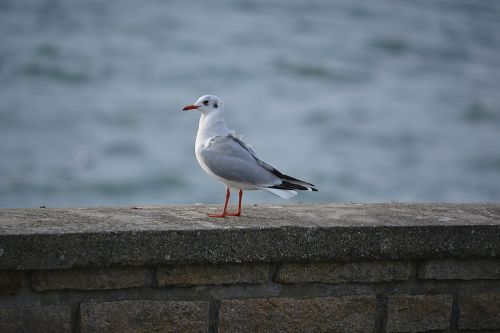 seagull bird black-headed gull