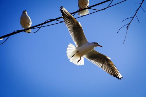 seagull nature new