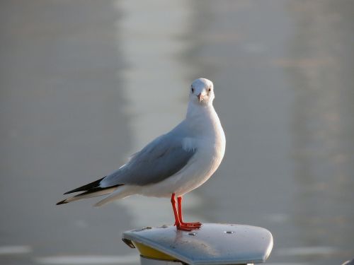 seagull gull birds